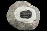 Detailed Gerastos Trilobite Fossil - Morocco #164709-1